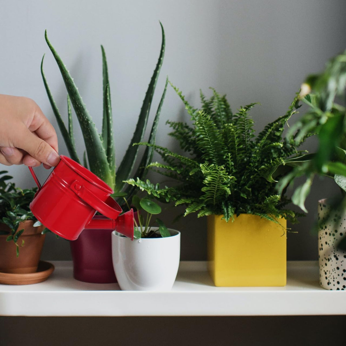 Kids Watering Can Metal Small Watering Can for Indoor Plants, Iron Mini Water Bottle for Garden Yarde Home Plants Flower Bonsai Pots (Red and Light, 2PCS)