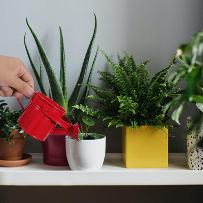 Kids Watering Can Metal Small Watering Can for Indoor Plants, Iron Mini Water Bottle for Garden Yarde Home Plants Flower Bonsai Pots (Red and Light, 2PCS)